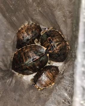 Two smugglers fled leaving behind four turtles