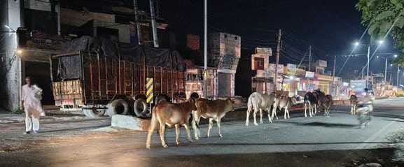 Stray animals occupy crossings in Cheeka