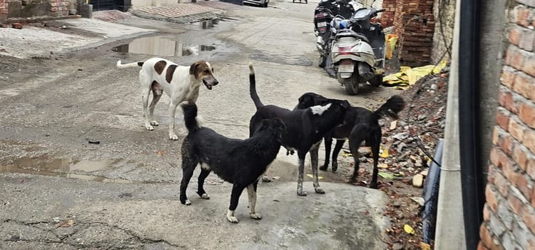 Up: Elderly Man Dragged From Cot By Nearly A Dozen Stray Dogs, Severely Mauled; Dies During Treatment – Amar Ujala Hindi News Live