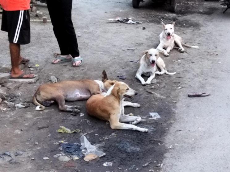 Campaign launched, 1200 dogs sterilized