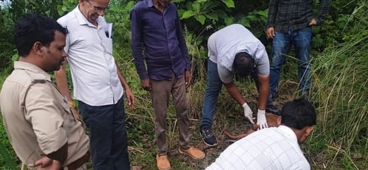 The tigress attacked the herd and killed three goats