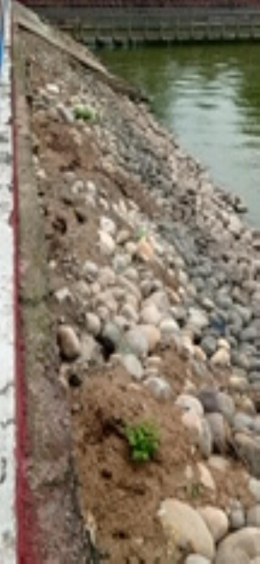Footpaths are sinking due to rats at Brahma Sarovar