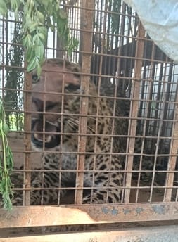 Female leopard captured in cage in Mohiuddinpur