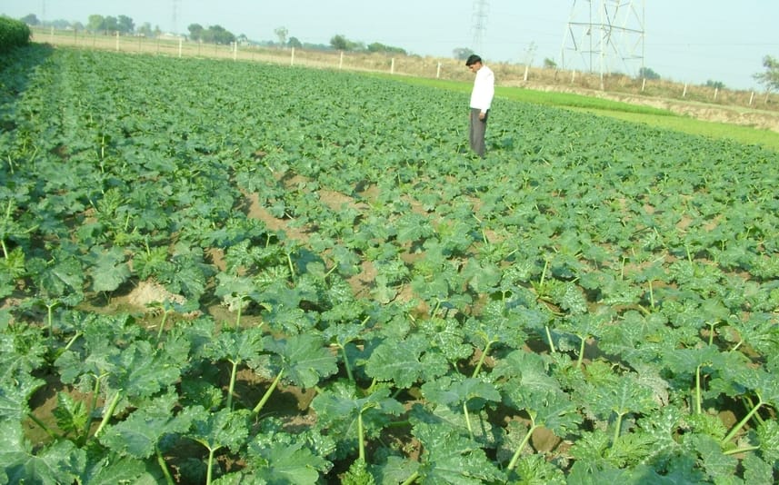 Poison is increasing in Faridabad's soil, cultivable land is shrinking