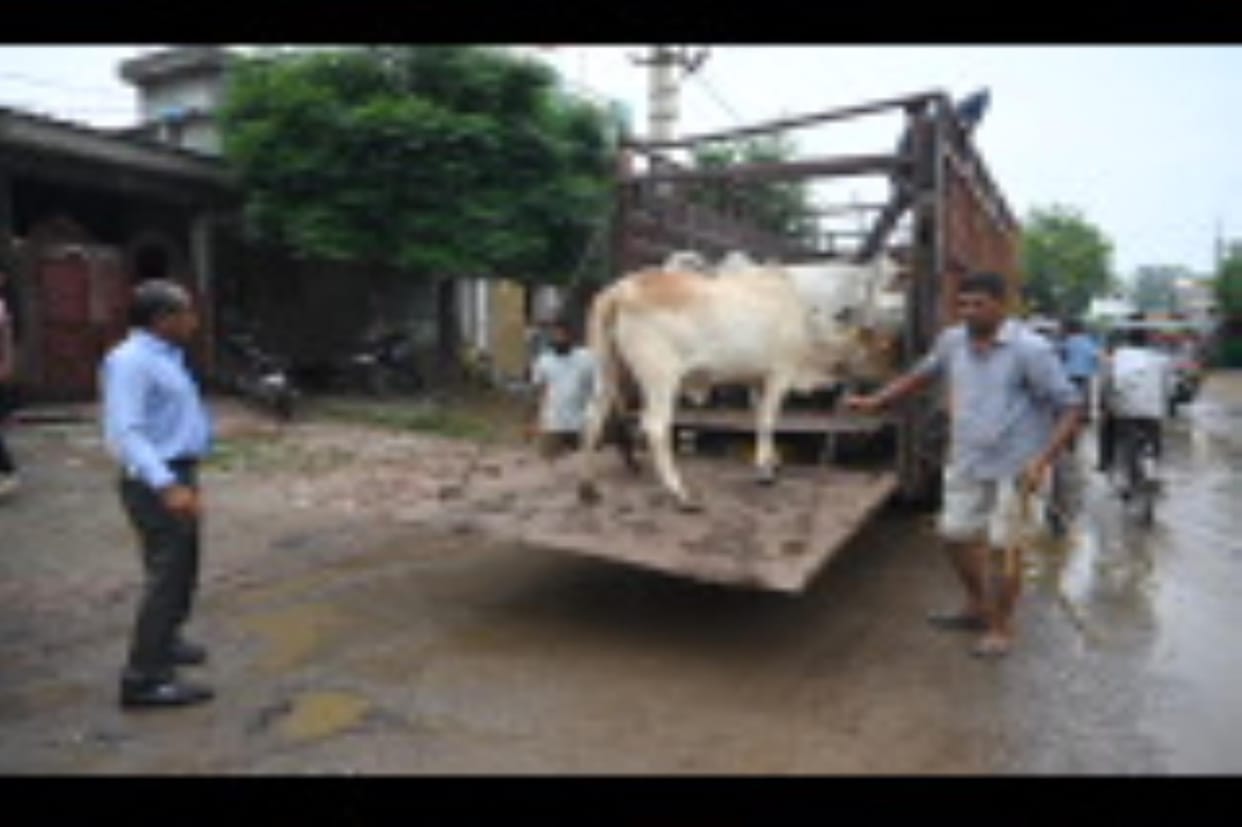 If animals are found outside the house, then the owners will be put behind bars