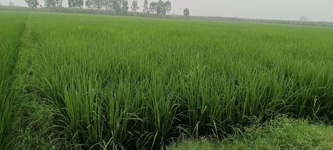 Protect paddy crop from stem borer and leaf roller