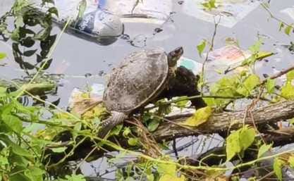The swimming turtles in Naini lake became the center of attraction for people