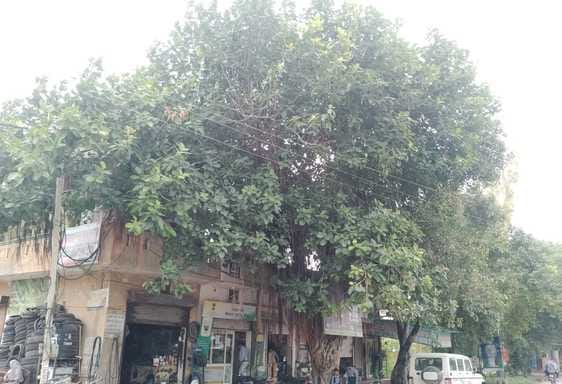 40 year old banyan tree becomes a resting place for villagers