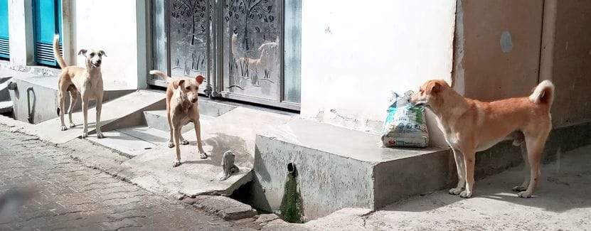 More than 8 thousand people became victims of dogs and monkeys in July