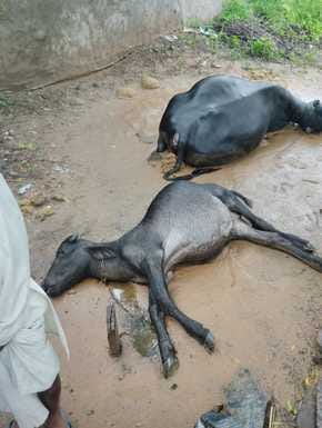 Rain of disaster: Child died due to electric shock in Bahadurgarh, three animals died due to lightning in Tumbaheri