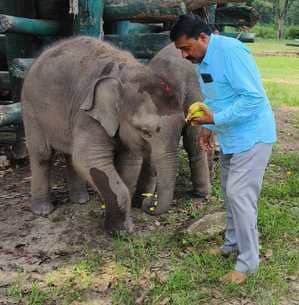 On the occasion of Ganesh Chaturthi in Bandhavgarh Tiger Reserve