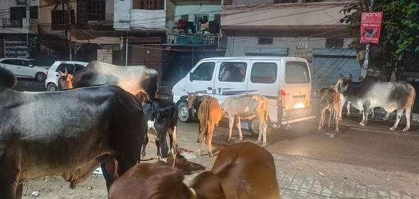 Stray cattle became a serious problem, the campaign to catch them slowed down