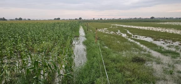 Double blow to farmers...crops destroyed due to waterlogging in fields