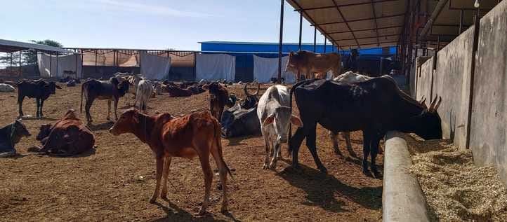 Lumpi virus strikes in Rajasthan, cattle keepers on alert
