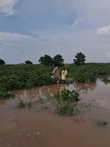 Rain damages cotton in village Bhimwala