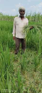 Elephants trampled sugarcane and paddy crops