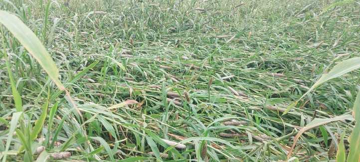 The rain laid down the millet crop