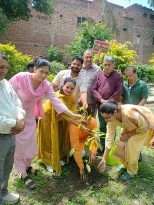 Construction of a medicinal garden and nano jungle