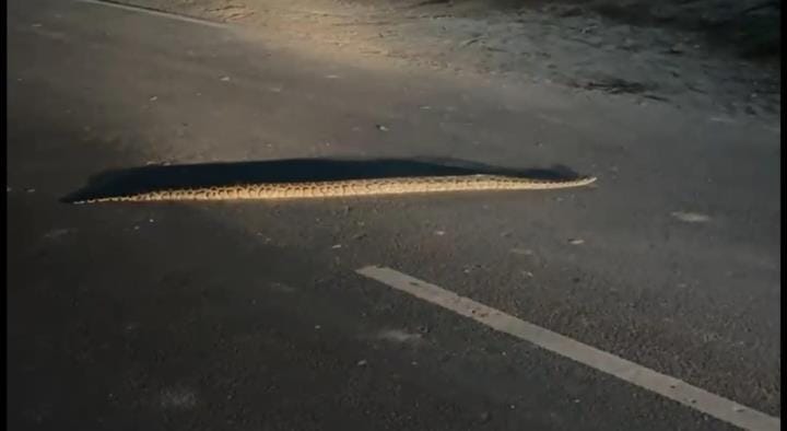 Python seen on the road, panic