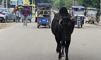 Instead of 7000 animals in the cowshed, animals are still on the streets... The campaign to catch them has also stopped