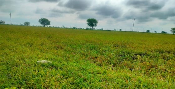 The rain ruined the hard work and cost of the farmers
