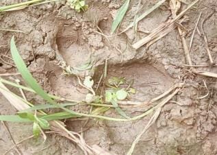 Tiger hunted two cattle in Bhagwantpur and Banjaria