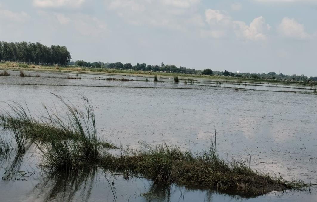 Gulalpur drain overflows, paddy has not been grown for 35 years