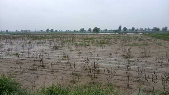 Crops affected in 21 bean-producing villages due to rain