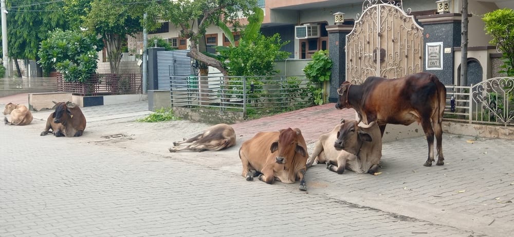 Stray animals will be caught under the supervision of officials, the city will be cleaned