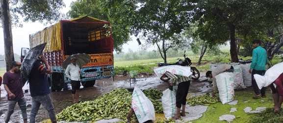 People of Delhi-Haryana and Punjab are liking the cucumber of Magalganj