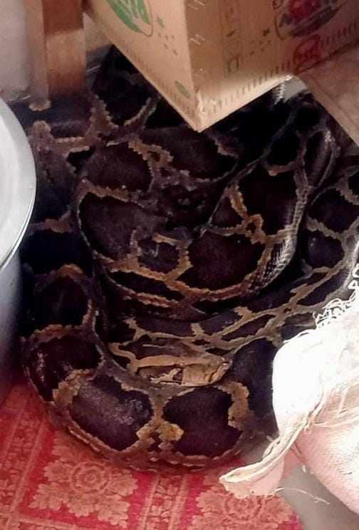 28 foot long python seen in hotel, released in jungle