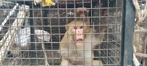 The team caught 100 monkeys in Kasya, people got relief
