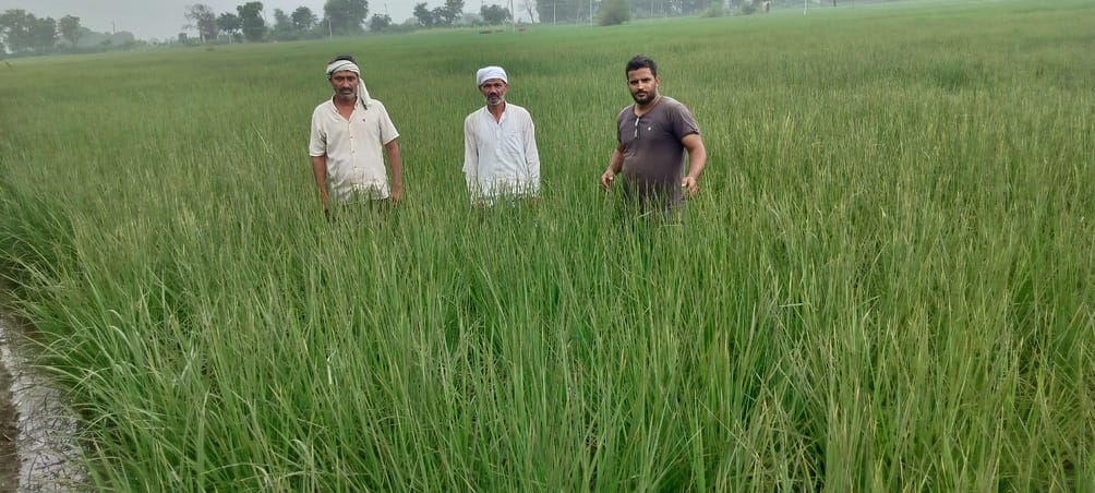 Chlorine gas cylinder leaked in Jal Ghar, paddy crop of six farmers scorched