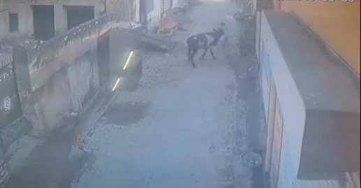 Stray cattle attacked a woman, injured her