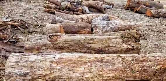 A fine of Rs 1.20 lakh was imposed for illegally cutting trees