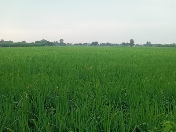 Now the fragrance of Braj's Basmati rice will spread abroad