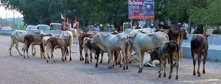 Officials say they have been sent to Goshadan, thousands of stray animals are roaming on the highway