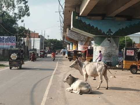 Life has come to a standstill due to the deadly movement of stray animals