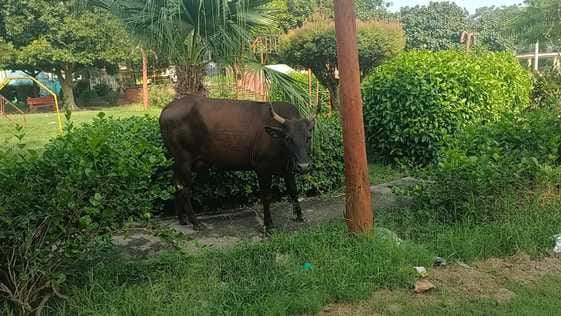 People are troubled by the dilapidated condition of Devi Lal ParkPeople are troubled by the dilapidated condition of Devi Lal Park