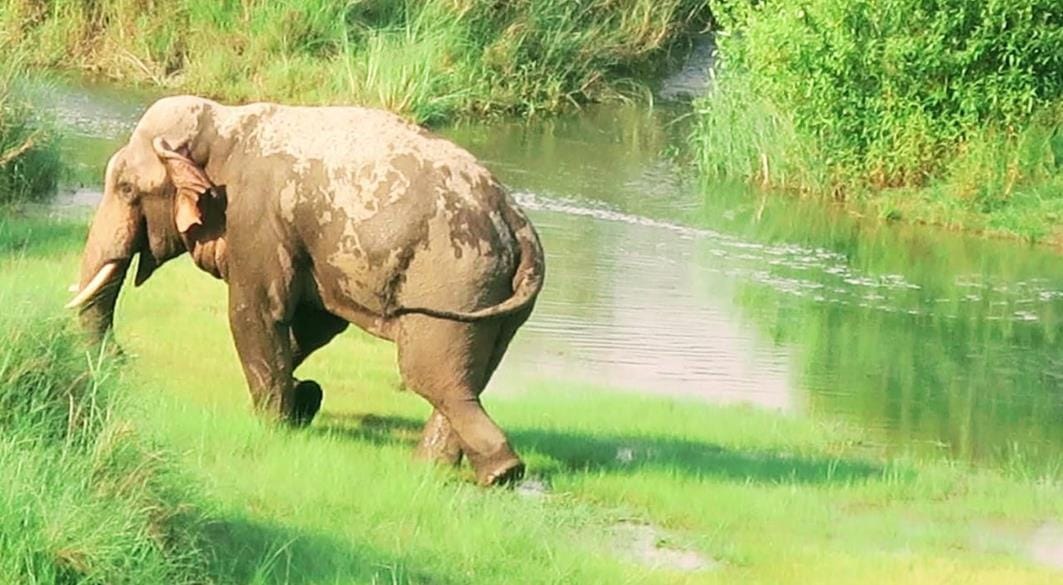 NZP orders inquiry into September 17 African elephant death