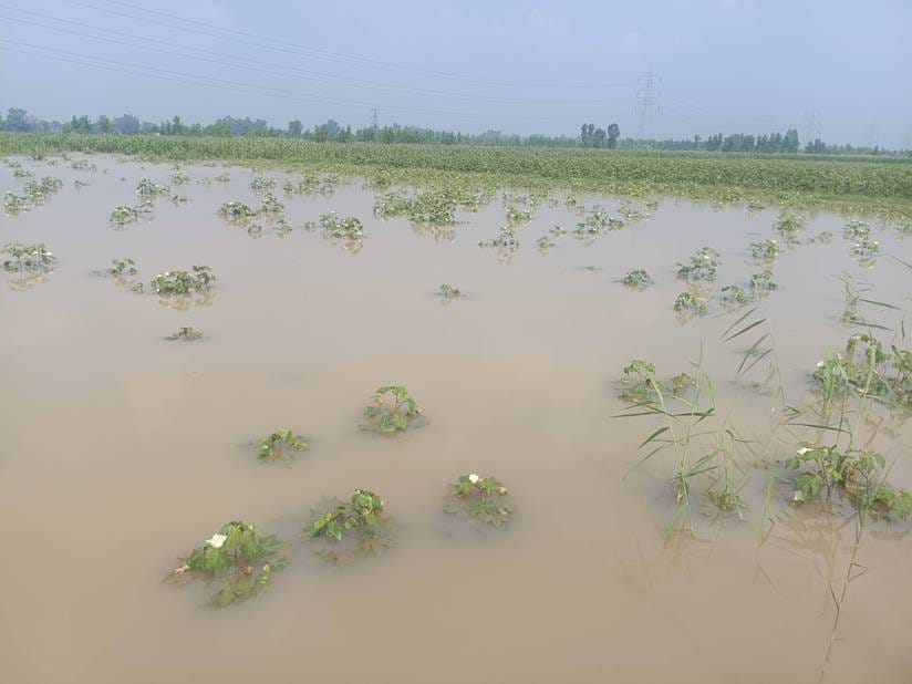 300 acres of cotton and 80 acres of millet crops are on the verge of destruction