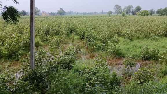 Crops started getting destroyed due to waterlogging in the fields