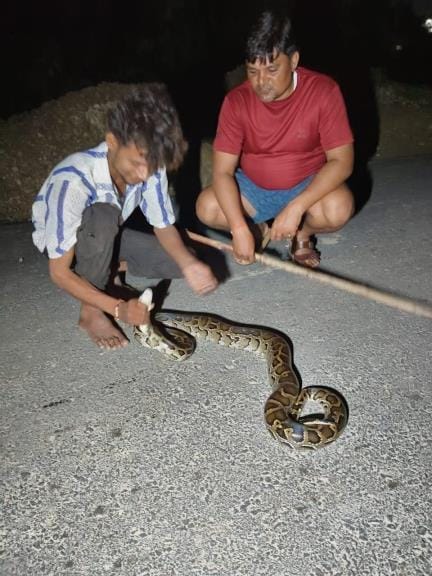 Python entered the house, created chaos