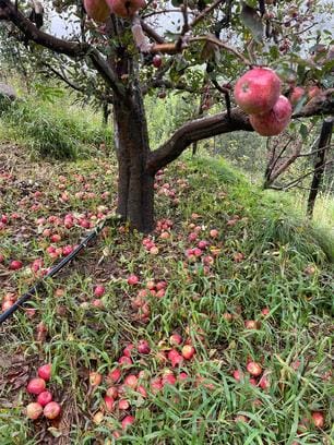 After autumn and falling prices in the market, now apples have started falling from the trees