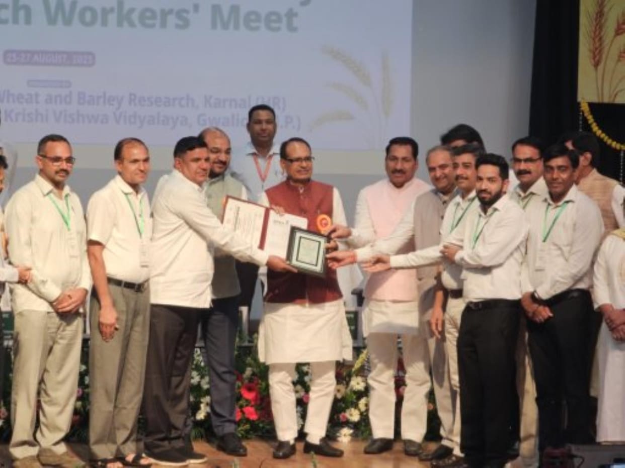 National honor to HAU scientists for wheat variety WH 1306