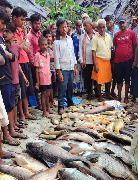 Fish suddenly started dying in Shiv Mandir pond