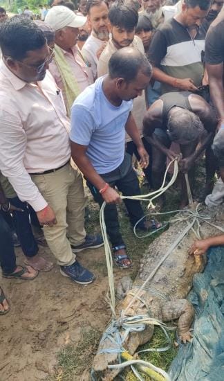 A giant crocodile was seen in the pond, fishermen caught it
