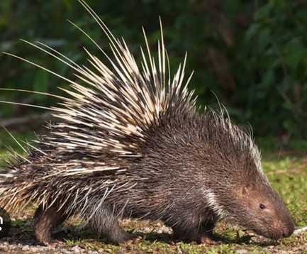 Porcupine's strong hold in the home of tigers