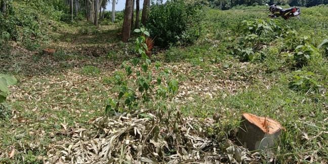 20 eucalyptus trees disappeared from the canal bank, theft suspected