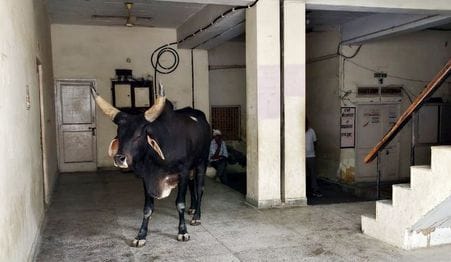 Cows occupy government offices